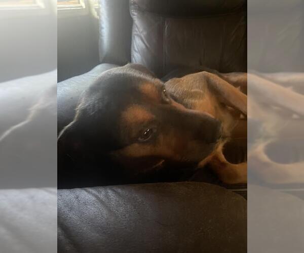 Medium Photo #2 Rottweiler-Unknown Mix Puppy For Sale in San Antonio, TX, USA