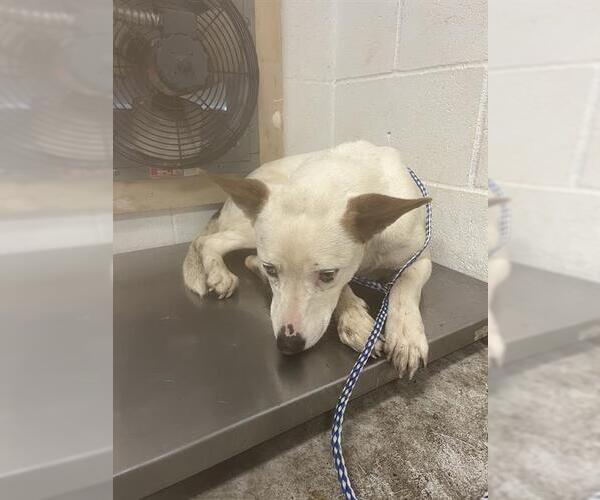 Medium Photo #1 Mutt Puppy For Sale in San Andreas, CA, USA