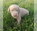 Small Photo #6 Labrador Retriever Puppy For Sale in DIETERICH, IL, USA