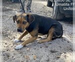Small Photo #1 Mutt Puppy For Sale in Ocala, FL, USA