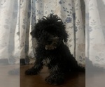 Small #4 Poodle (Miniature)