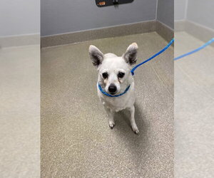Chihuahua-Unknown Mix Dogs for adoption in Las Vegas, NV, USA
