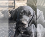 Small Photo #5 Labrador Retriever Puppy For Sale in SAINT AUGUSTINE, FL, USA