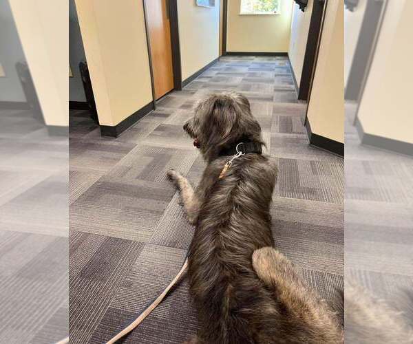 Medium Photo #1 Irish Wolfhound Puppy For Sale in WINDSOR, MO, USA