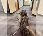 Small Photo #1 Irish Wolfhound Puppy For Sale in WINDSOR, MO, USA