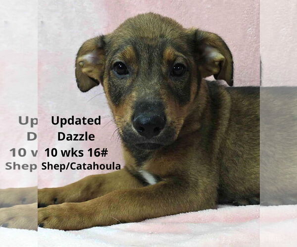 Medium Photo #4 Catahoula Leopard Dog-Unknown Mix Puppy For Sale in pomfret, CT, USA