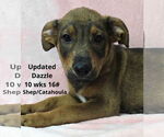 Small #3 Catahoula Leopard Dog Mix