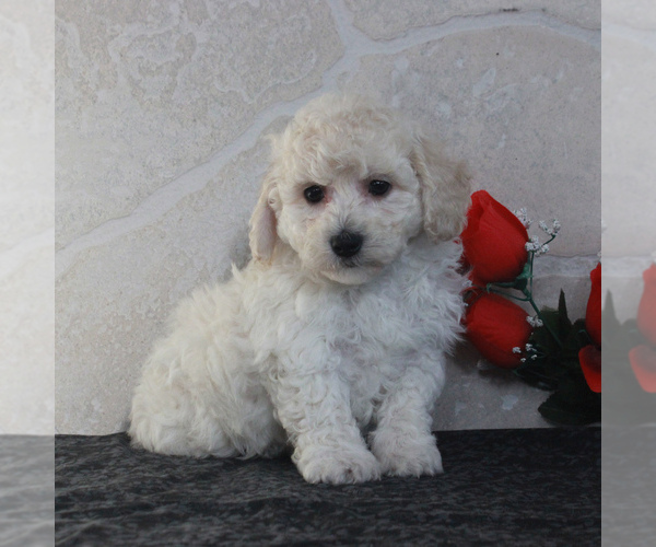 Medium Photo #4 Poochon Puppy For Sale in GORDONVILLE, PA, USA
