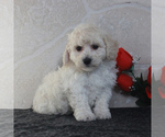 Small Photo #4 Poochon Puppy For Sale in GORDONVILLE, PA, USA