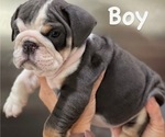 Small Photo #3 English Bulldog Puppy For Sale in MEMPHIS, TN, USA