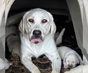Mother of the Labrador Retriever puppies born on 09/12/2026