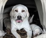 Small Photo #1 Labrador Retriever Puppy For Sale in ALL HEALING SPRINGS, NC, USA