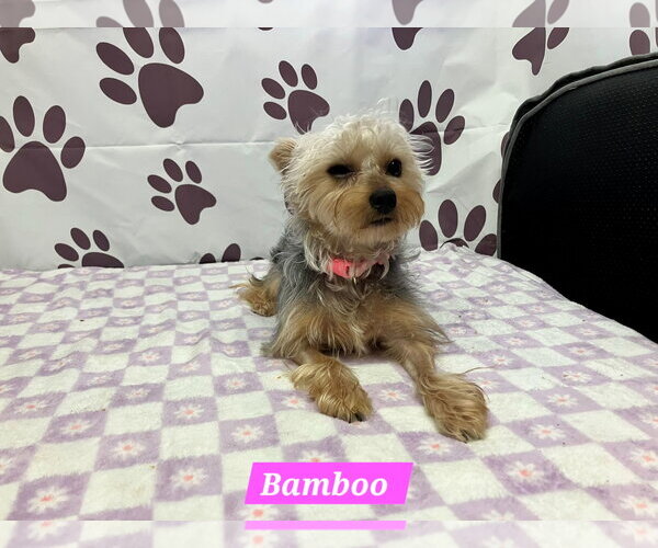 Medium Photo #1 Mutt Puppy For Sale in Metairie, LA, USA