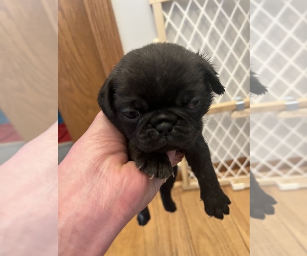 Medium Photo #1 Pug Puppy For Sale in WINDSOR HEIGHTS, IA, USA