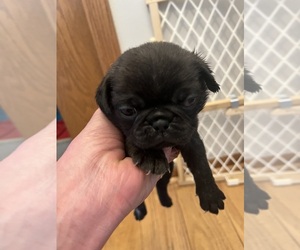 Pug Puppy for sale in WINDSOR HEIGHTS, IA, USA