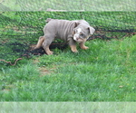 Small Photo #15 English Bulldog Puppy For Sale in HAGERSTOWN, MD, USA