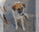 Small #4 Mutt