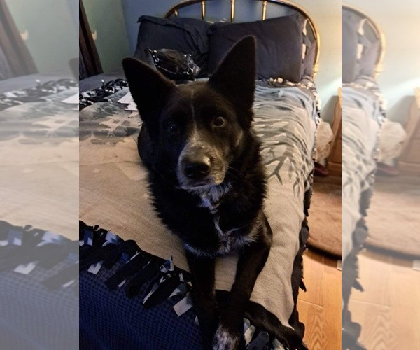 Medium Photo #4 Border Collie Puppy For Sale in Highland, IL, USA