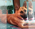 Small #2 German Shepherd Dog