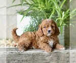 Small #2 Cavapoo (Miniature)