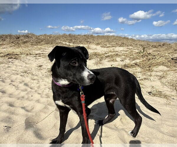 Medium Photo #13 Mutt Puppy For Sale in Oak Bluffs, MA, USA