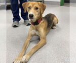 Small #2 Retriever  Mix