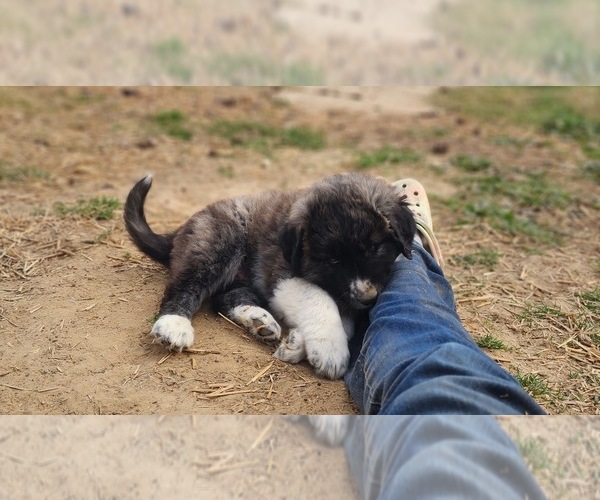 Medium Photo #15 Anatolian Shepherd Puppy For Sale in CUMBY, TX, USA