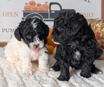 Small #12 Poodle (Miniature)