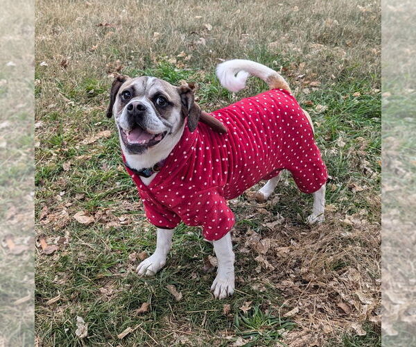 Medium Photo #1 Puggle Puppy For Sale in Vail, AZ, USA