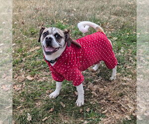 Puggle Dogs for adoption in Vail, AZ, USA