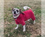 Small Puggle