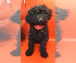 Small Photo #8 Poodle (Miniature) Puppy For Sale in BLUE MOUND, TX, USA