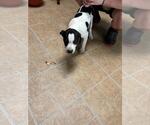 Small #2 Colonial Cocker Spaniel-Pointer Mix