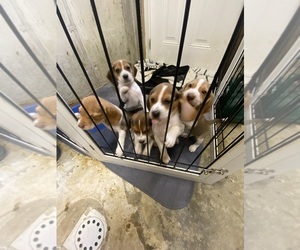 Beagle Puppy for sale in AURORA, IN, USA
