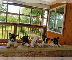 Akita Puppy for sale in GREEN BAY, WI, USA