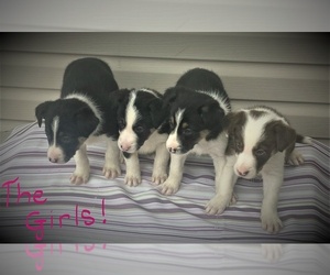 Border Collie Puppy for sale in SPRAGUEVILLE, IA, USA