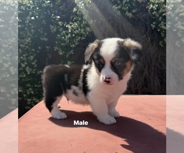 Medium Photo #3 Corgi-Aussie Puppy For Sale in OAKDALE, CA, USA