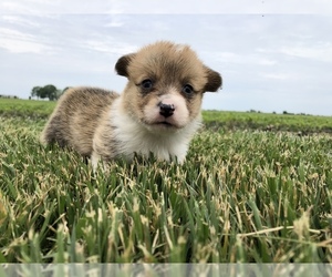 Pembroke Welsh Corgi Puppy for sale in ARTHUR, IL, USA