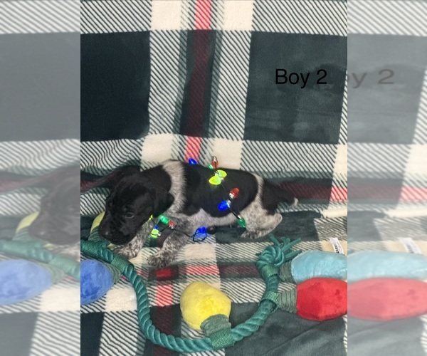 Medium Photo #1 German Shorthaired Pointer Puppy For Sale in BOOMER, NC, USA