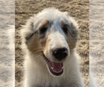 Image preview for Ad Listing. Nickname: Blue Merle F