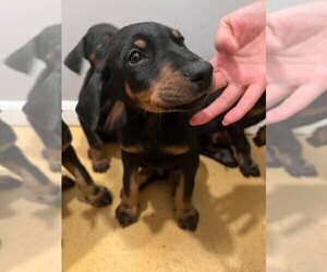 Doberman Pinscher Puppy for sale in NASHVILLE, TN, USA