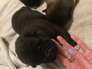 Akita Puppy for sale in TOLEDO, OH, USA