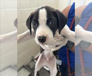 Boxer-Unknown Mix Dogs for adoption in Corpus Christi, TX, USA