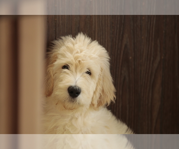 Medium Photo #7 Goldendoodle Puppy For Sale in HACKENSACK, NJ, USA