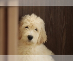 Small #6 Goldendoodle