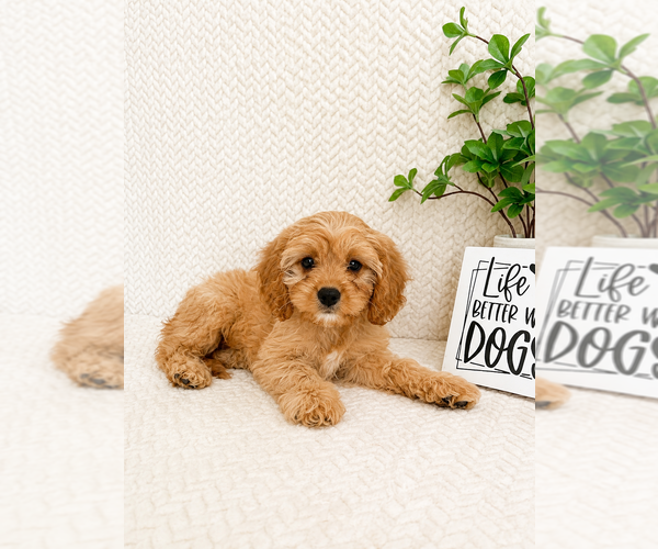 Medium Photo #2 Cavapoo (Miniature) Puppy For Sale in INDIANAPOLIS, IN, USA