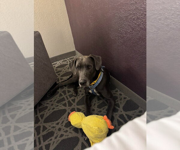 Medium Photo #2 Great Dane-Unknown Mix Puppy For Sale in Bullard, TX, USA