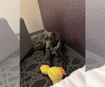 Small #1 Great Dane Mix