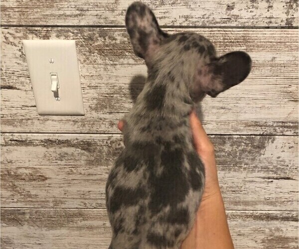 Medium Photo #14 French Bulldog Puppy For Sale in BLACK WALNUT, MO, USA