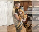 Small #15 German Shepherd Dog